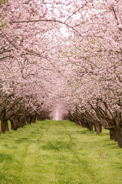 Blühender Mandelbaum Schöne Bäume mit rosa Blüten blühen im Frühling in Europa