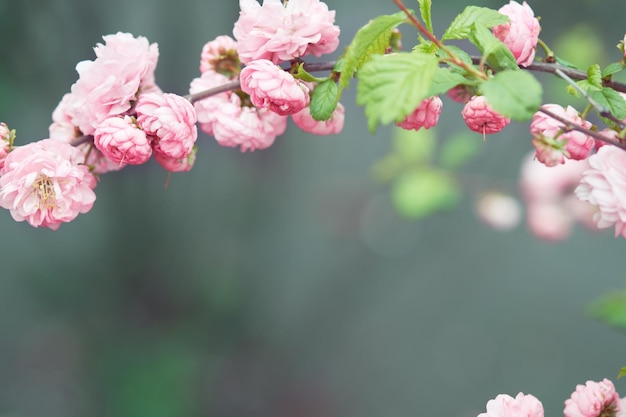 Blühender Mandelzweig mit rosa Blüten Frühling