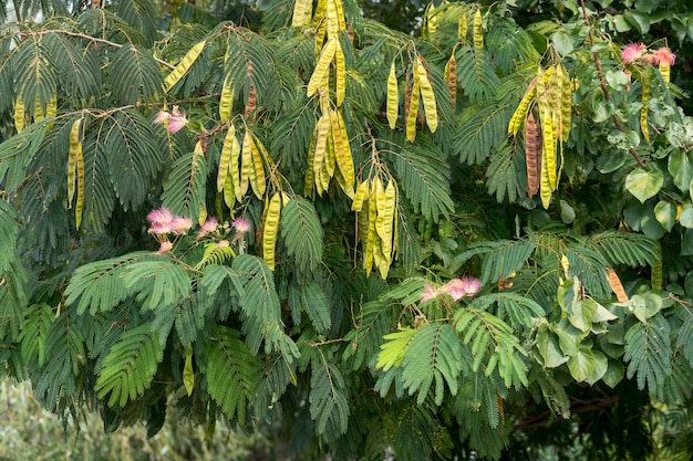 Blühender Mimosenbaum im Donaudelta