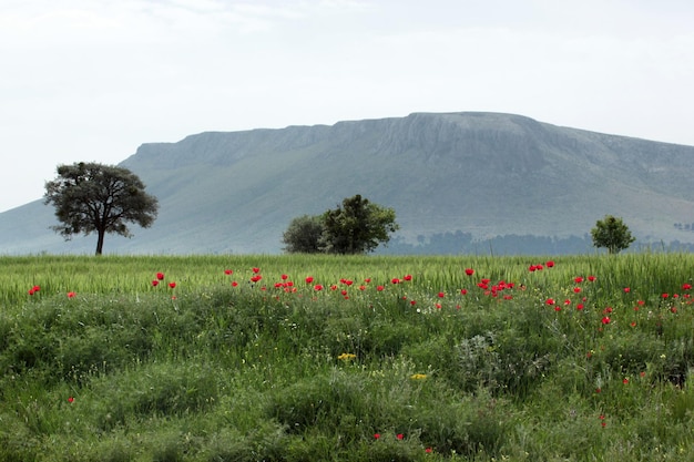 Blühender Mohn am Rand eines Weizenfeldes