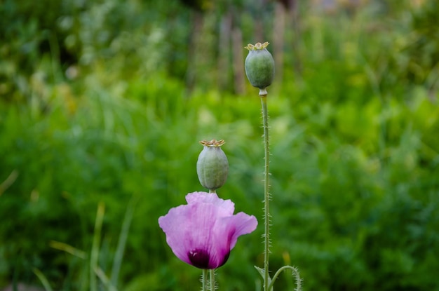 Blühender Mohn auf dem Feld im Sommer.