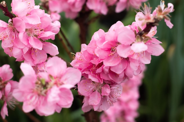 Blühender Nektarinenbaum im Frühlingsgarten