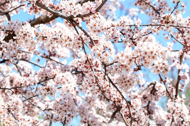 Blühender Obstbaum mit blauem Himmel im Frühlingsgarten Natürlicher sanfter Hintergrund Selektiver Fokus