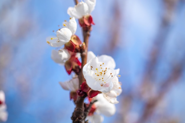 Blühender Obstbaum mit weißen Blumen auf dem Hintergrund des blauen Himmels Blumenfrühlingstag Foto