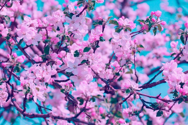 Blühender Obstgarten der Weinlese Zweige mit Kirschblumen