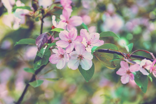 Blühender Obstgarten der Weinlese Zweige mit Kirschblumen