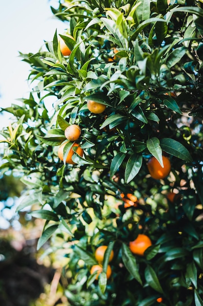 Blühender Orangengarten in Valencia