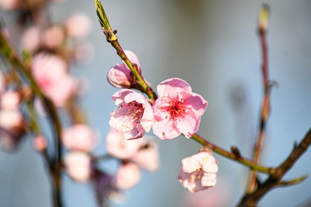 Blühender Pfirsich im Frühlingsgarten Gartenarbeit Schöne rosa Blumen