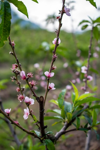 Foto blühender pfirsichbaum pfirsichblüte pfirsichplantage