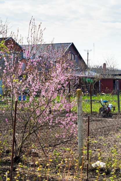 Blühender Pfirsichbaum und Hof des Landhauses