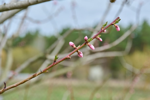 Blühender Pfirsichbaumzweig beschnittener Zweig mit rosa Knospen in der Nähe