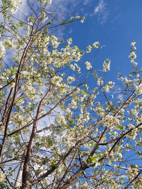 Blühender Pflaumenbaum blüht an einem sonnigen Frühlingstag in Griechenland