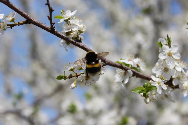 Blühender Pflaumenbaum vor dem Hintergrund des blauen Himmels