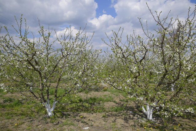 Blühender Pflaumengarten Bauerngarten im Frühling