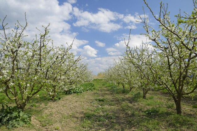 Blühender Pflaumengarten Bauerngarten im Frühling