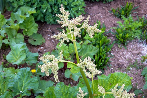 Blühender Rhabarber im Garten im Frühjahr