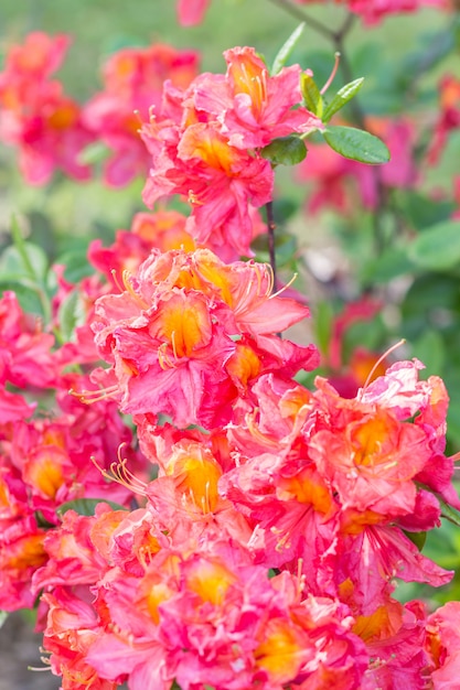 Blühender Rhododendron im botanischen Garten