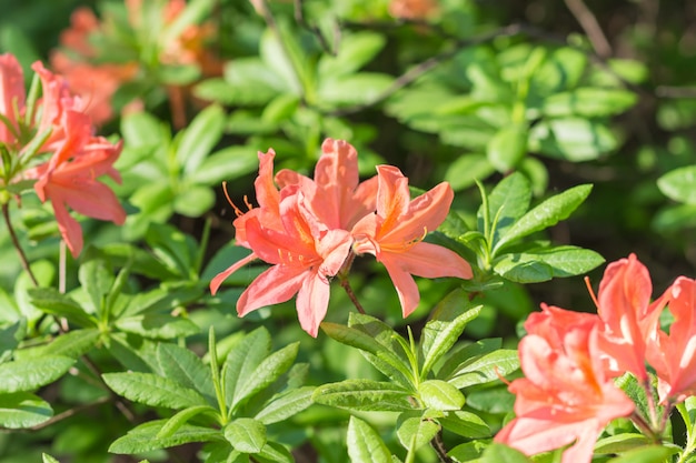 Blühender Rhododendron im botanischen Garten