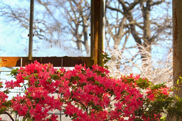 Blühender Rhododendron im Frühling im Botanischen Garten Vor dem Fenster ist es noch Winter