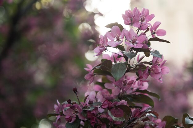 Blühender rosa Apfelbaum im Garten in Nahaufnahme