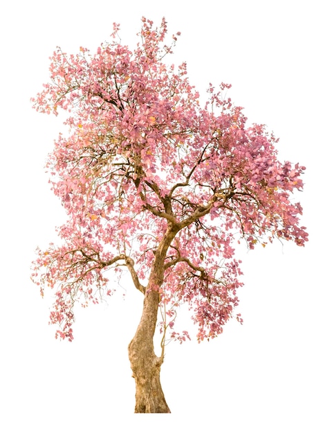Blühender rosa Baum auf weißem Hintergrund