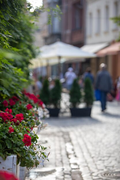 Blühender rosa Blumenstraßendekorations-Kopienraum