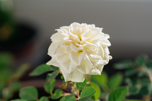 Blühender Rosa Kordana Laub Natur Hintergrund hautnah auf dem Fenster Blumenladen Konzept