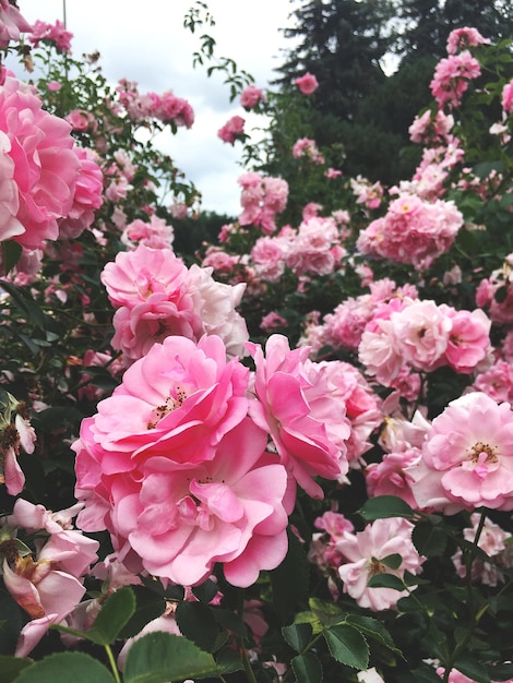 Blühender rosa Rosenstrauch Naturzusammensetzung