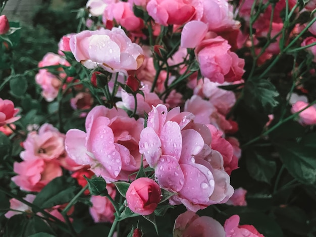 Blühender rosafarbener Gartenrosenhintergrund
