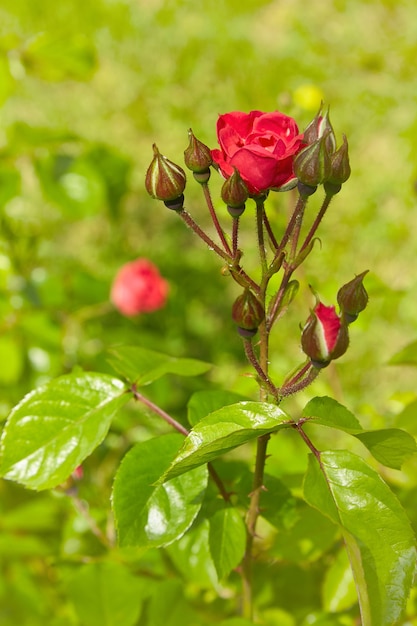 Blühender Rosenbusch im Garten. Rote Rosenknospe und Knospen an einem sonnigen Tag
