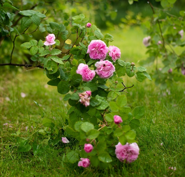 Blühender Rosenbusch im Sommer