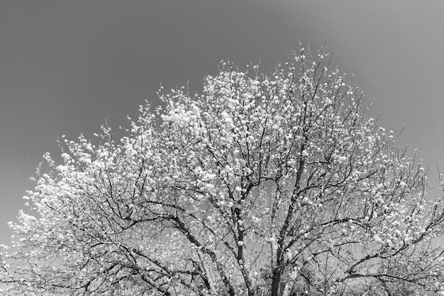 Blühender Sakura-Baum am sonnigen blauen Himmel im Frühjahr