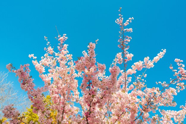 Blühender Sakura-Baum auf blauem Himmelshintergrund