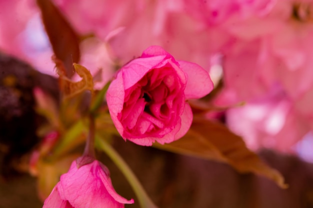 Blühender Sakura-Baum rosa Blumen Kirsche auf Zweig im Garten an einem Frühlingstag auf Hintergrund blauer Himmel