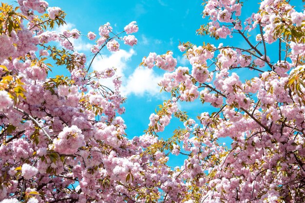 Blühender Sakura-Kirschbaum Nahaufnahme Kopierraum