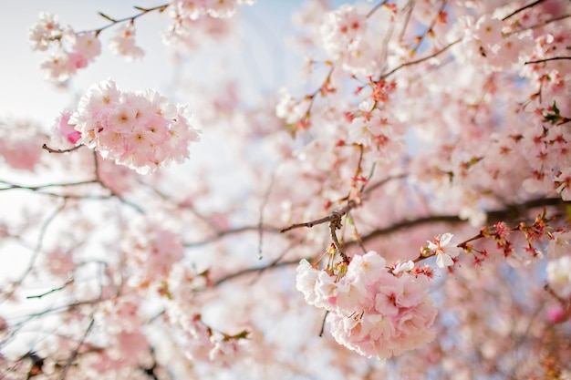 Blühender Sakura-Zweig im Blütengarten, fröhlicher Frühlingsvibes, natürlicher Blumenhintergrund