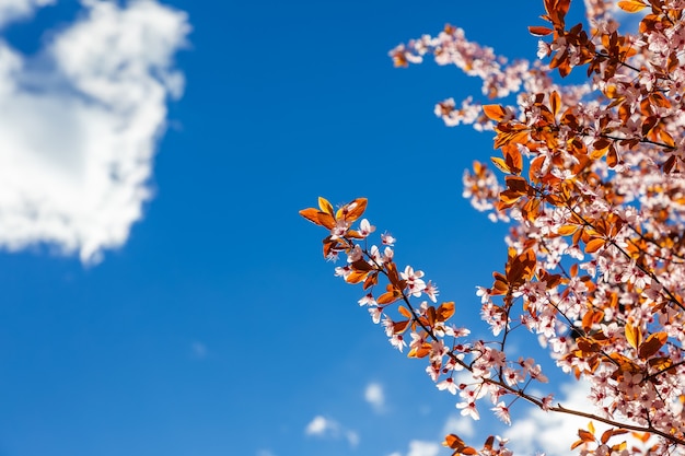 Blühender Sakura-Zweig vor dem Hintergrund eines hellen Frühlingshimmels