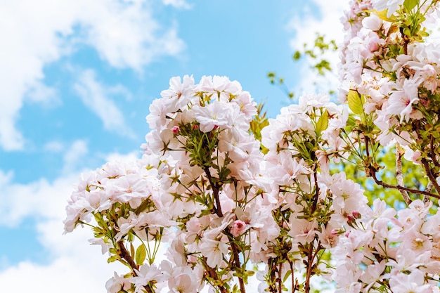 Blühender Sakura-Zweig