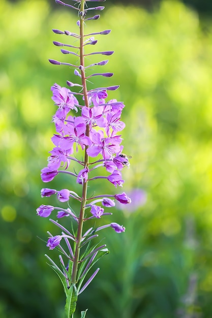 Blühender Sally, Weidenkraut, Weidenröschen Heilpflanze mit lila Blüten