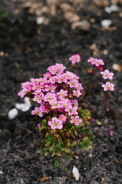 Blühender Saxifraga im Frühling im Garten