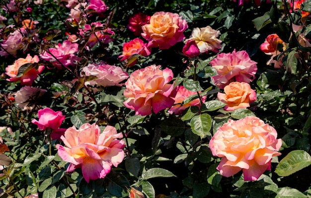 Blühender schöner bunter Rosenhintergrund
