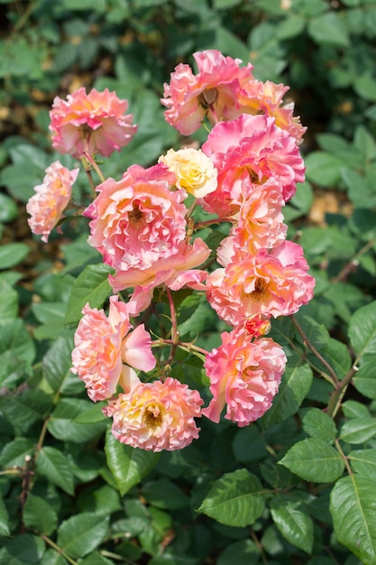 Blühender schöner Rosenstrauß im Garten