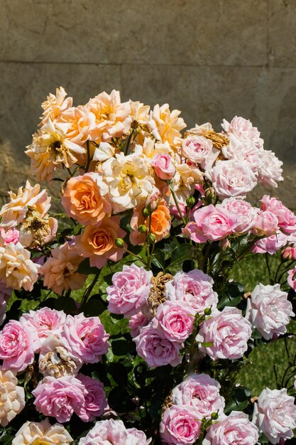 Blühender schöner Rosenstrauß im Garten