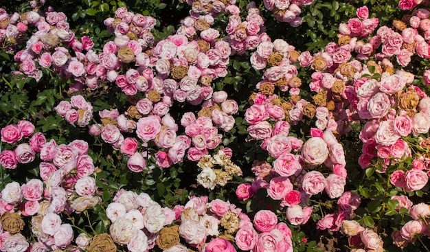 Blühender schöner Strauß rosa Rosen im Garten