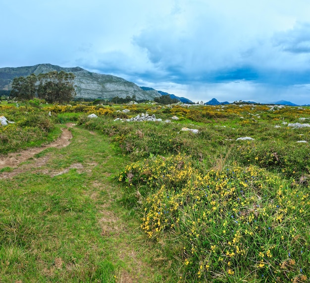 Blühender sommerhügel mit weg, gelben büschen, steinen und bäumen (in der nähe von camango, asturien, spanien). stichbild mit zwei schüssen.