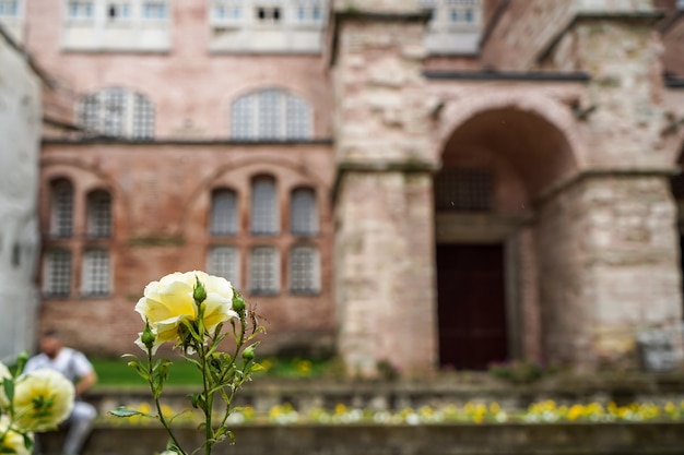 Blühender und knospender Gelbrosevordergrund auf unscharfem Hintergrund von Hagia Sophia