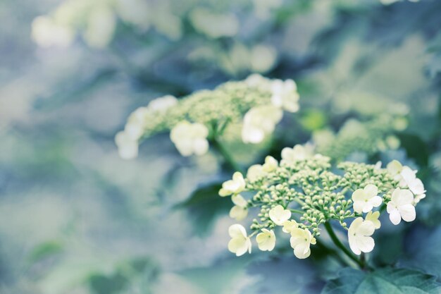 Blühender Viburnum-Baum mit weißen Blüten Hintergrund der natürlichen Umgebung Frühlingsblühende Gärten