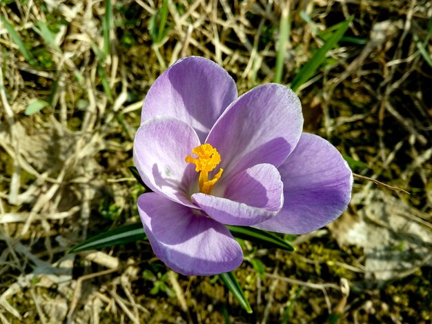 Foto blühender violetter krokus im frühjahr auf braunem grund