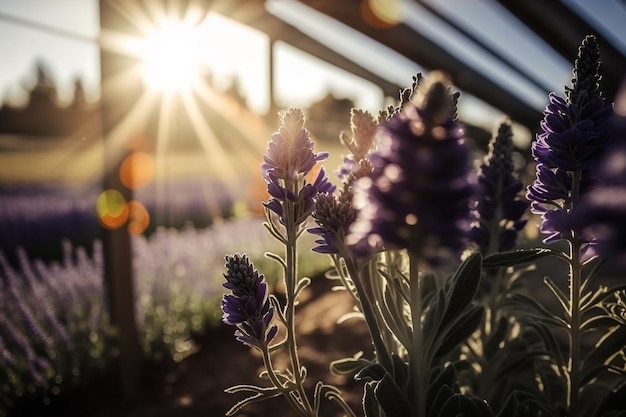 Blühender violetter Lavendel im Gewächshaus Morgensonne Abbildung Generative KI