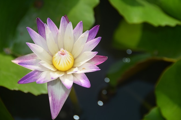 Blühender violetter und weißer Nelumbo Nucifera Lotus